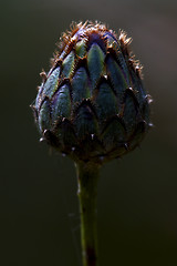 Image showing centaurea composite violet flower