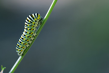 Image showing Papilio Macaone