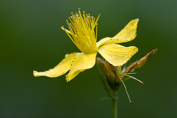 Image showing  yellow close up 