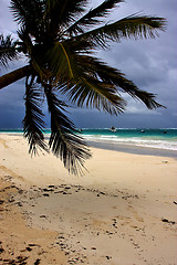 Image showing beach seaweed and coastline in playa paradiso mexico