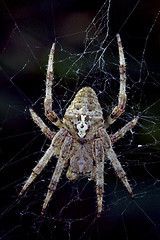 Image showing spider  Araneus Angulatus
