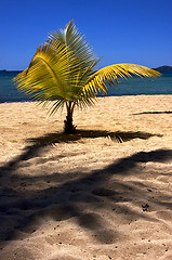 Image showing  madagascar palm