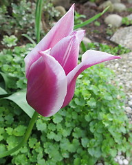 Image showing Tulip