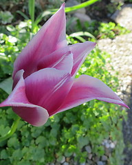 Image showing Tulip