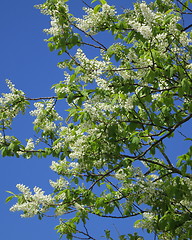 Image showing Bird-cherry - Padus avium