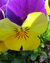 Image showing Pansy