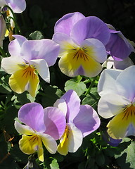 Image showing Pansies