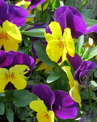 Image showing Pansies