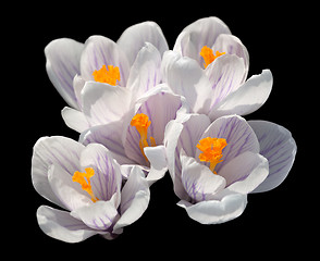 Image showing Crocus