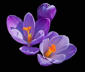 Image showing Crocus