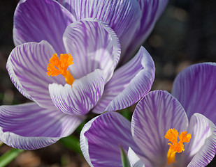 Image showing Crocus