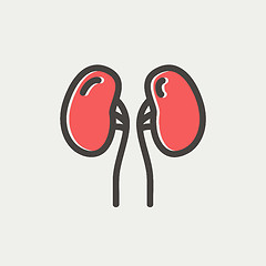 Image showing Human Kidney thin line icon