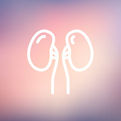 Image showing Human Kidney thin line icon