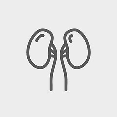 Image showing Human Kidney thin line icon