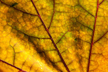 Image showing Autumn leaf texture 