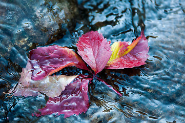 Image showing Autumn leaf on the water