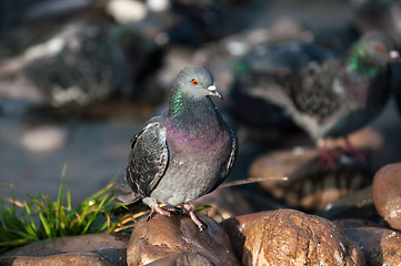 Image showing Dove in the city