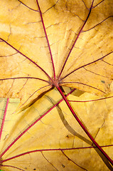 Image showing Autumn leaf texture 