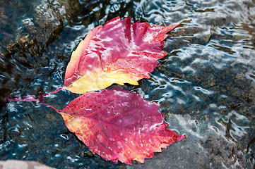 Image showing Autumn leaf on the water