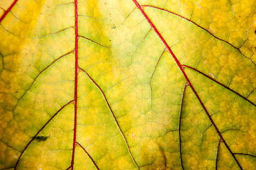 Image showing Autumn leaf texture 