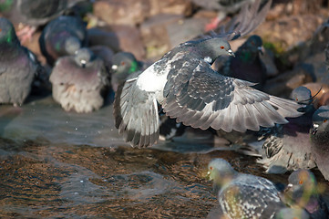 Image showing Dove in the city