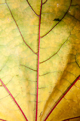 Image showing Autumn leaf texture 