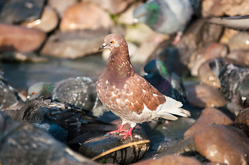 Image showing Dove in the city