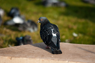 Image showing Dove in the city