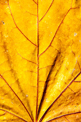 Image showing Autumn leaf texture 