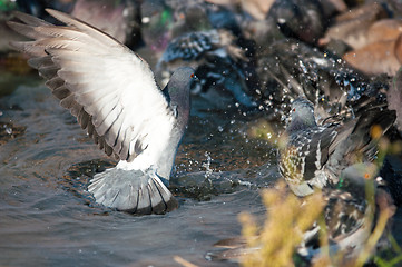 Image showing Dove in the city