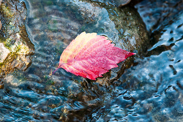 Image showing Autumn leaf on the water