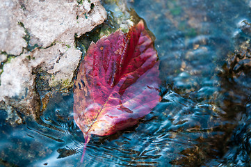 Image showing Autumn leaf on the water