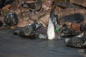 Image showing Dove in the city