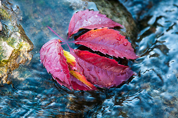 Image showing Autumn leaf on the water