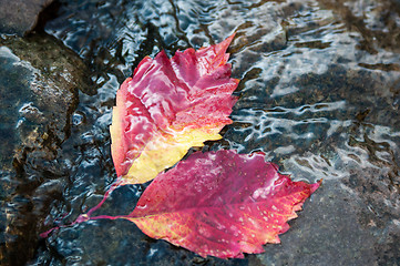 Image showing Autumn leaf on the water