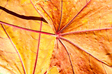 Image showing Autumn leaf texture 