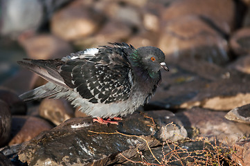 Image showing Dove in the city