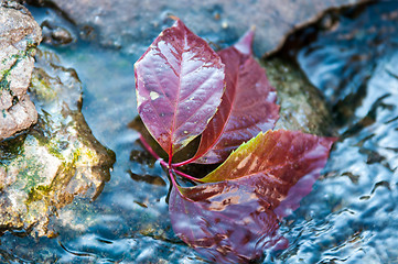 Image showing Autumn leaf on the water