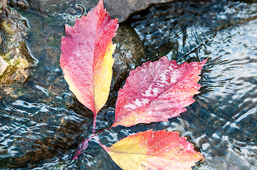 Image showing Autumn leaf on the water