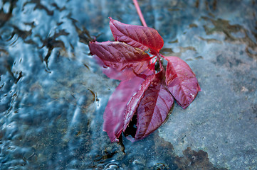 Image showing Autumn leaf on the water