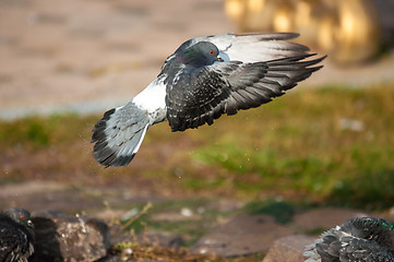 Image showing Dove in the city