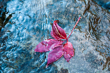 Image showing Autumn leaf on the water