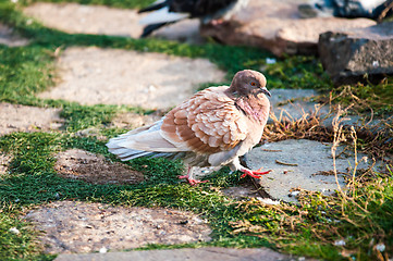 Image showing Dove in the city