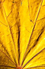 Image showing Autumn leaf texture 