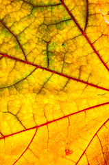 Image showing Autumn leaf texture 