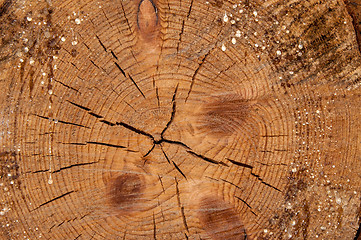 Image showing The texture of the wood slice cruba