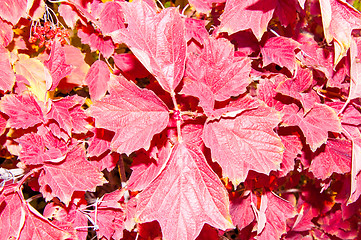 Image showing Autumn leaf.