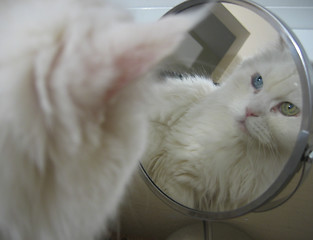 Image showing Cat in the mirror