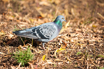 Image showing Rock pigeon 