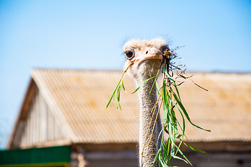 Image showing Black African ostrich